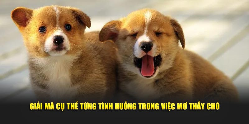 Giải mã cụ thể từng tình huống trong việc mơ thấy chó