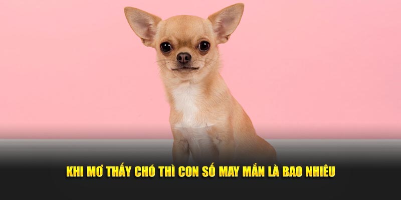 Khi mơ thấy chó thì con số may mắn là bao nhiêu