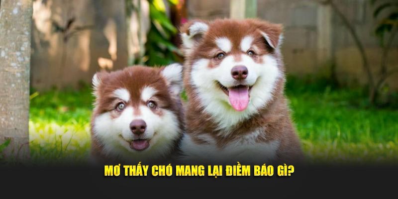Mơ thấy chó mang lại điềm báo gì?